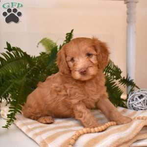 Tanner, Cavapoo Puppy